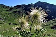 16 La pulsatilla alpina invece sfiorita